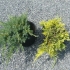 Poziomy złoty dywan juniper